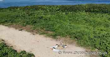 See the rare moment an Arctic tern lays on egg on the Farne Islands