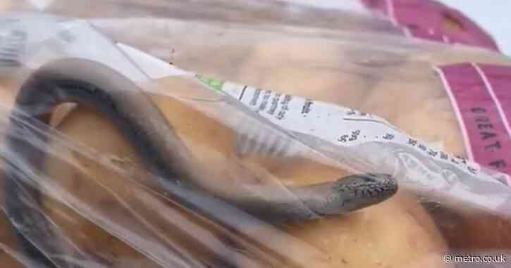 Family ‘screams’ after ‘snake-like creature’ seen in bag of Sainsbury’s potatoes
