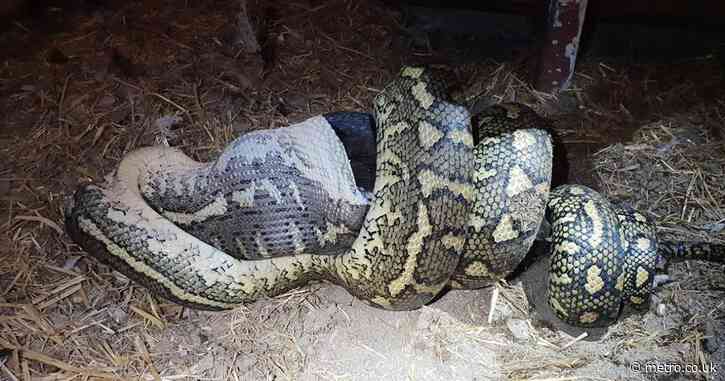 A woman was swallowed by a 20ft python – but it wasn’t the first time snakes ate humans alive