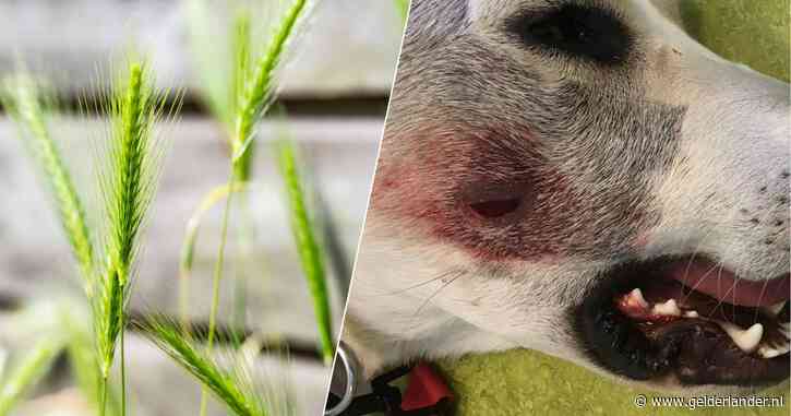 Overal woekert dit voor dieren gevaarlijke gras: baasjes zetten nu bijzonder bestrijdingsmiddel in