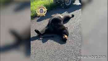 LPSO: Bear believed to be hit by vehicle around Holden