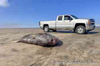 A huge rare sea creature has washed up on a public beach. It could be there for weeks