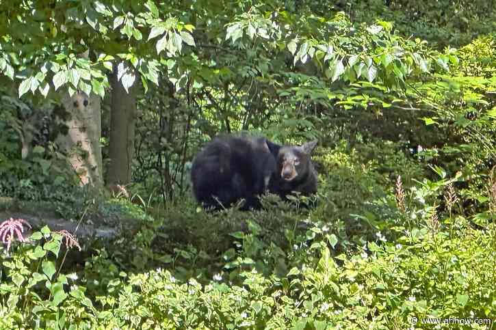 NEW: Another bear has been spotted in a North Arlington neighborhood