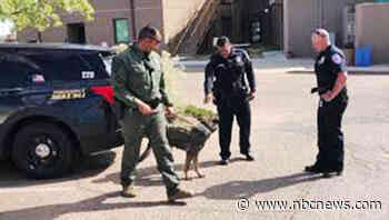 In the doghouse: A member of Santa Fe’s K-9 unit is the focus of an internal affairs investigation