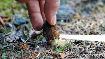 Post-wildfire mushroom picking rush in B.C. causing conflicts