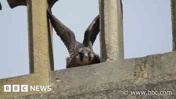 Peregrine falcon rescued after 'premature' flight