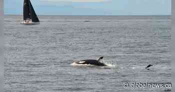 Video: Orca pod swims in Bowen Island sailboat race