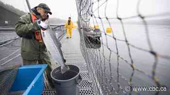 Court rejects bid to review minister's order to B.C. salmon farms