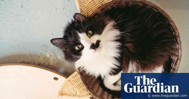 The cat in the flat: Singapore lifts ban on pets in public housing