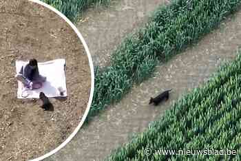 Drone filmt hoe vermiste hond na tien dagen terugkeert en in armen van baasje springt