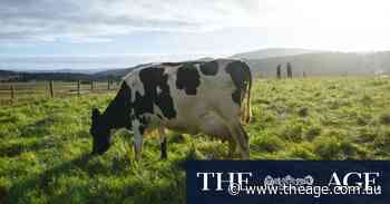 Gas made from cow manure could be new front in energy fight