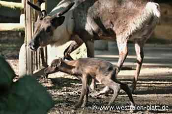 Herforder Tierpark in Trauer: Rentier-Baby Magnus ist tot