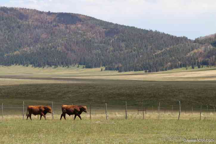 Federal agencies facing lawsuit for illegal cattle grazing in New Mexico preserve