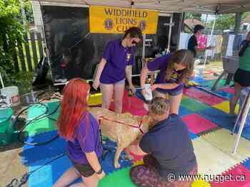 The Dog Wash for Guide Dogs cleans up on Sunday