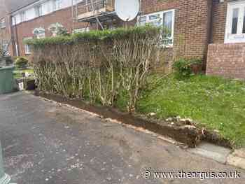 Hove woman devastated after 'beautiful hedge' cut by council