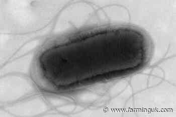 Government scientists investigate sudden rise in E. coli cases