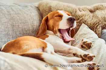 Bad breath in dogs may be a symptom of health issues
