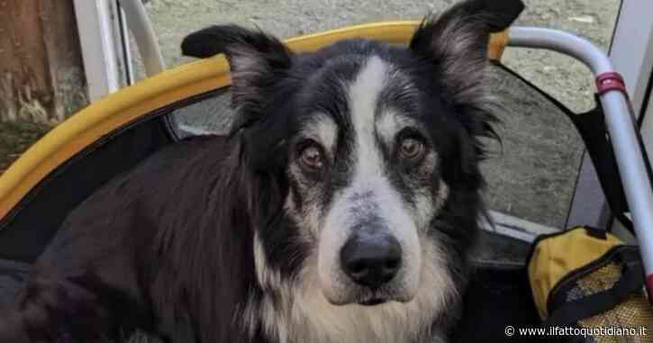 “Il nostro cane puzza, dovrebbe morire”: lasciano l’anziano Leo sul terrazzo da solo per mesi. La storia del meticcio di 16 anni e mezzo