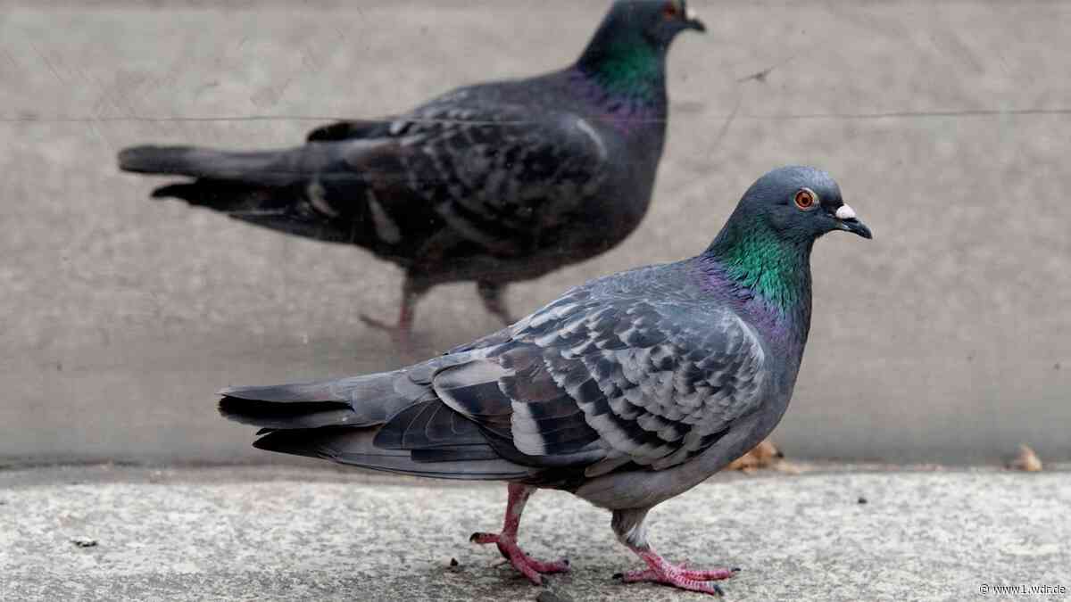 Limburger Bürger stimmen für Genickbrüche bei Tauben
