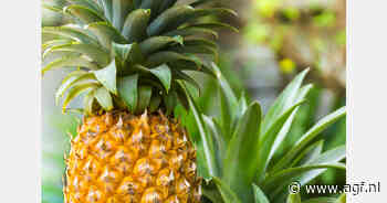 Panamese ananasexport naar Europa komt op gang