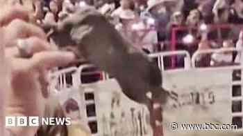 Watch: Moment rodeo bull hops arena fence and shocks crowd