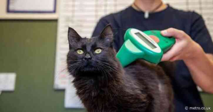 Cat owners who don’t microchip their pets face £500 fines from today
