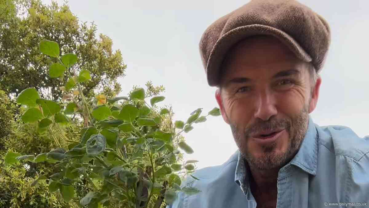 David Beckham treats himself to a can of Stella while planting roses - as fans beg the BBC to give him his own gardening show