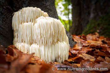 Lion's mane spores 450% Google search growth