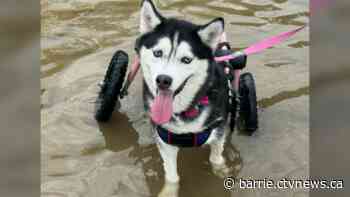 Dog's wheelchair and pickup recovered