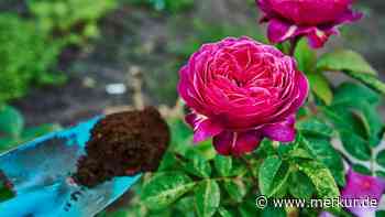 Rosen düngen: Sieben Hausmittel sorgen für eine üppige Blüte