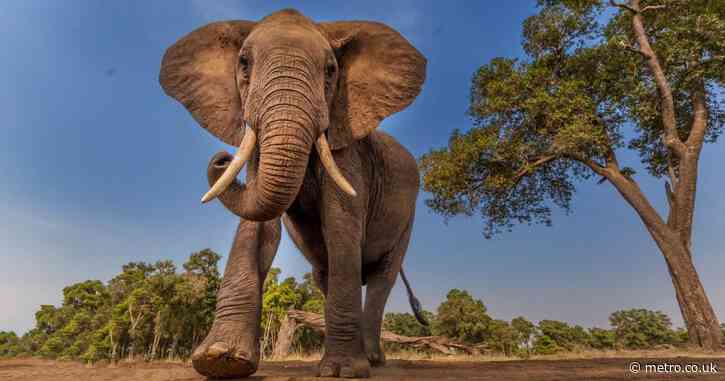 AI reveals what elephants are saying – and it’s very human