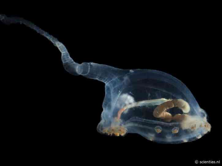 Transparante zeekomkommer en een spons die wel 15.000 jaar oud kan worden: wetenschappers stuiten in diepzee op bizarre soorten
