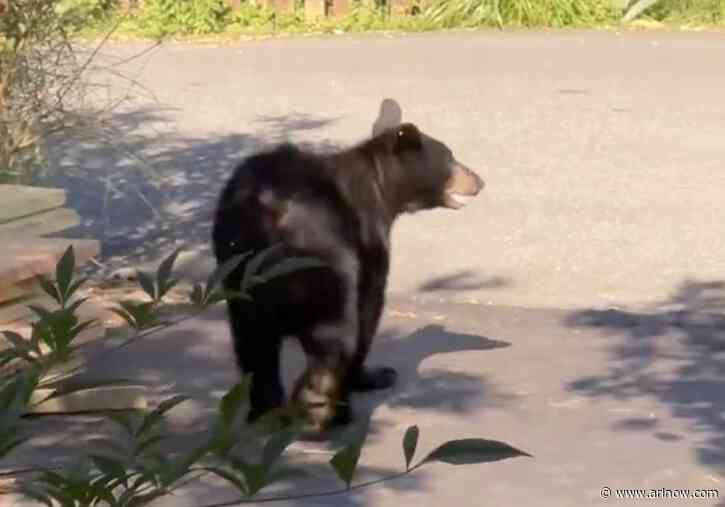 More sightings as bear continues to wander through north Arlington