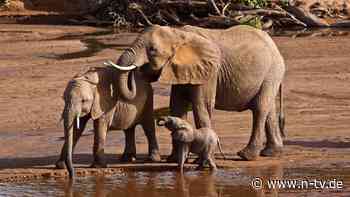 "Hallo, Dumbo!": Elefanten sprechen sich womöglich mit Namen an