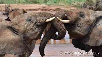 Scientists observe ANOTHER human-like behavior among elephants