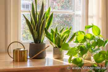 Why houseplants make you happier, according to science
