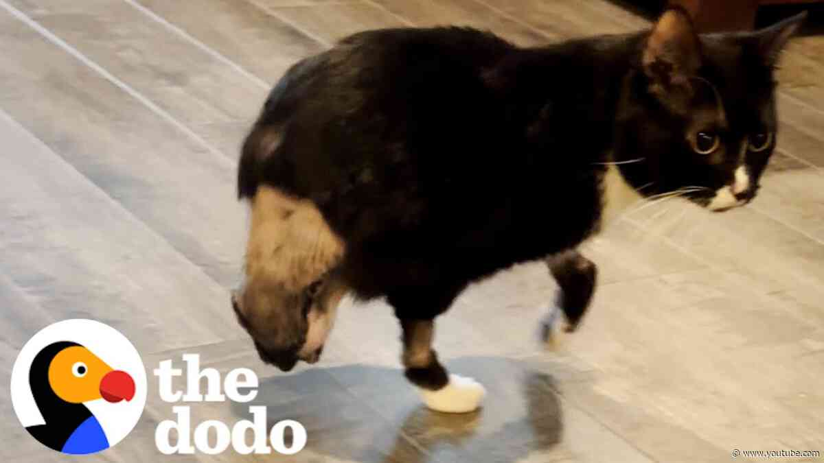 Two-Legged Cat Can't Stop Zooming | The Dodo