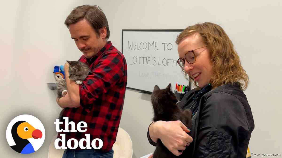 The Dodo Saw This Woman Needed Help Saving These Sick Kittens...| The Dodo