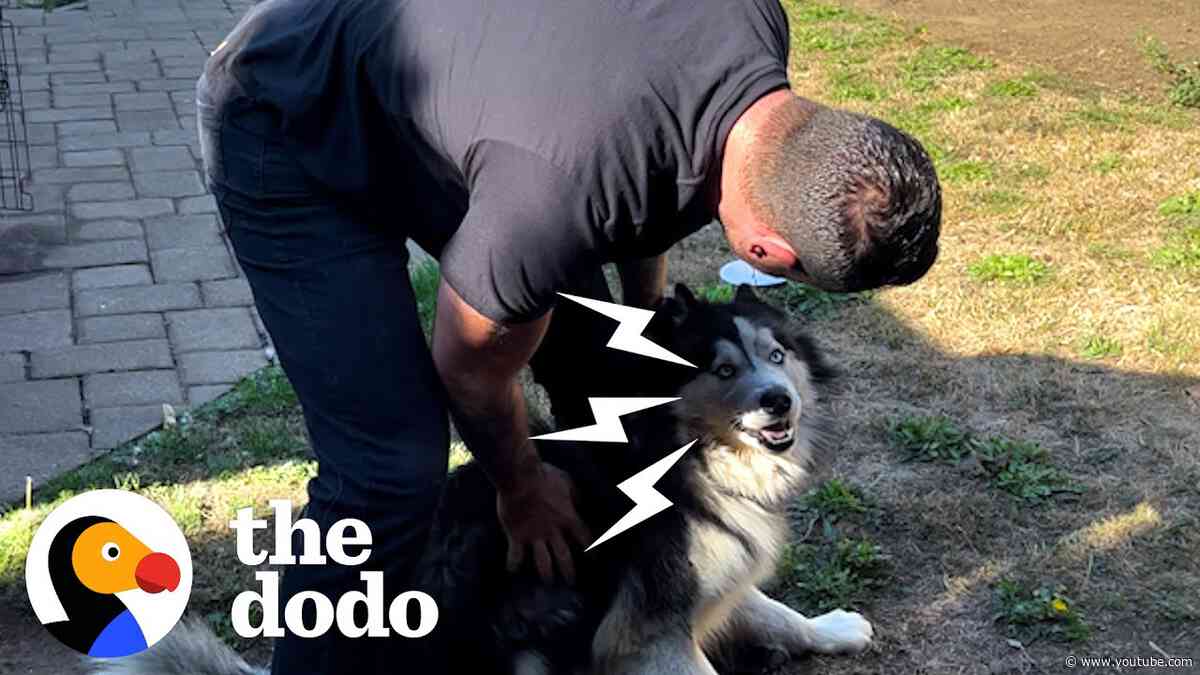 Husky Rescues | Most Intense Husky Rescue Compilation | The Dodo