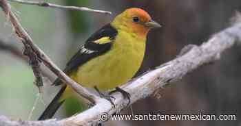 Western tanager seen as symbol of hope in Native American culture