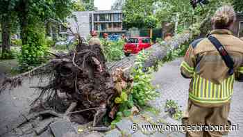 112-nieuws: omgewaaide boom in Roosendaal • ongeluk met twee vrachtwagens