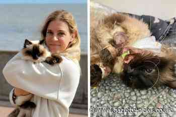 Dovercourt cat raises £25,000 vets bill after dog attack