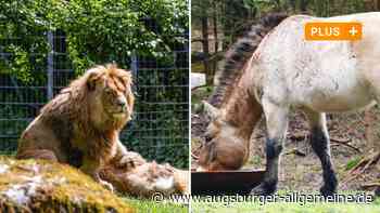 Przewalski-Hengst: Fleisch wird an Löwen im Augsburger Zoo verfüttert