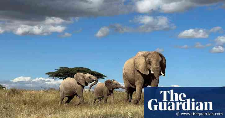 Elephants call each other by name, study finds