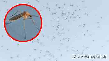 „Kleine Kamikazeflieger“: Expertinnen erwarten schlimmes Mückenjahr  – warnen vor aggressiver Stechmücken-Art