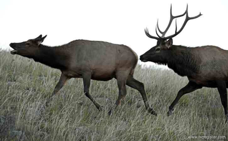 Alarming elk attacks in Colorado tourist town: 2 kids and a dog walker stomped