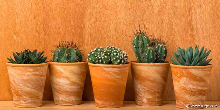 Albuquerque Garden Center holds flower show