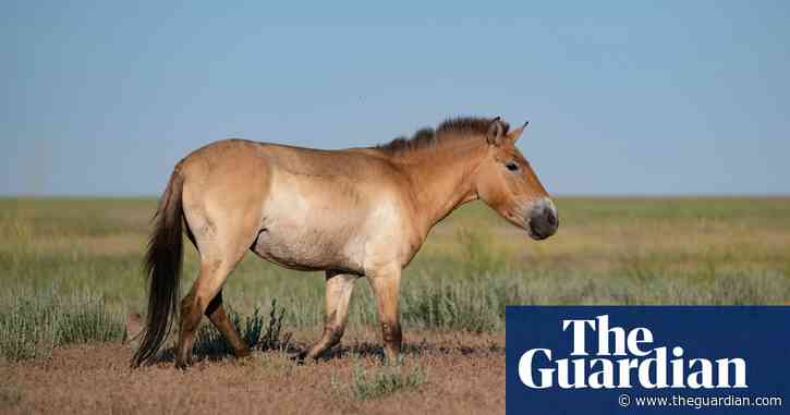 Wild horses return to Kazakhstan steppes after absence of two centuries