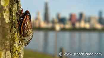 Illinois' cicada invasion isn't over yet. Here's why and what happens next