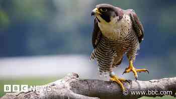 Town hall revamp team mindful of nesting falcons